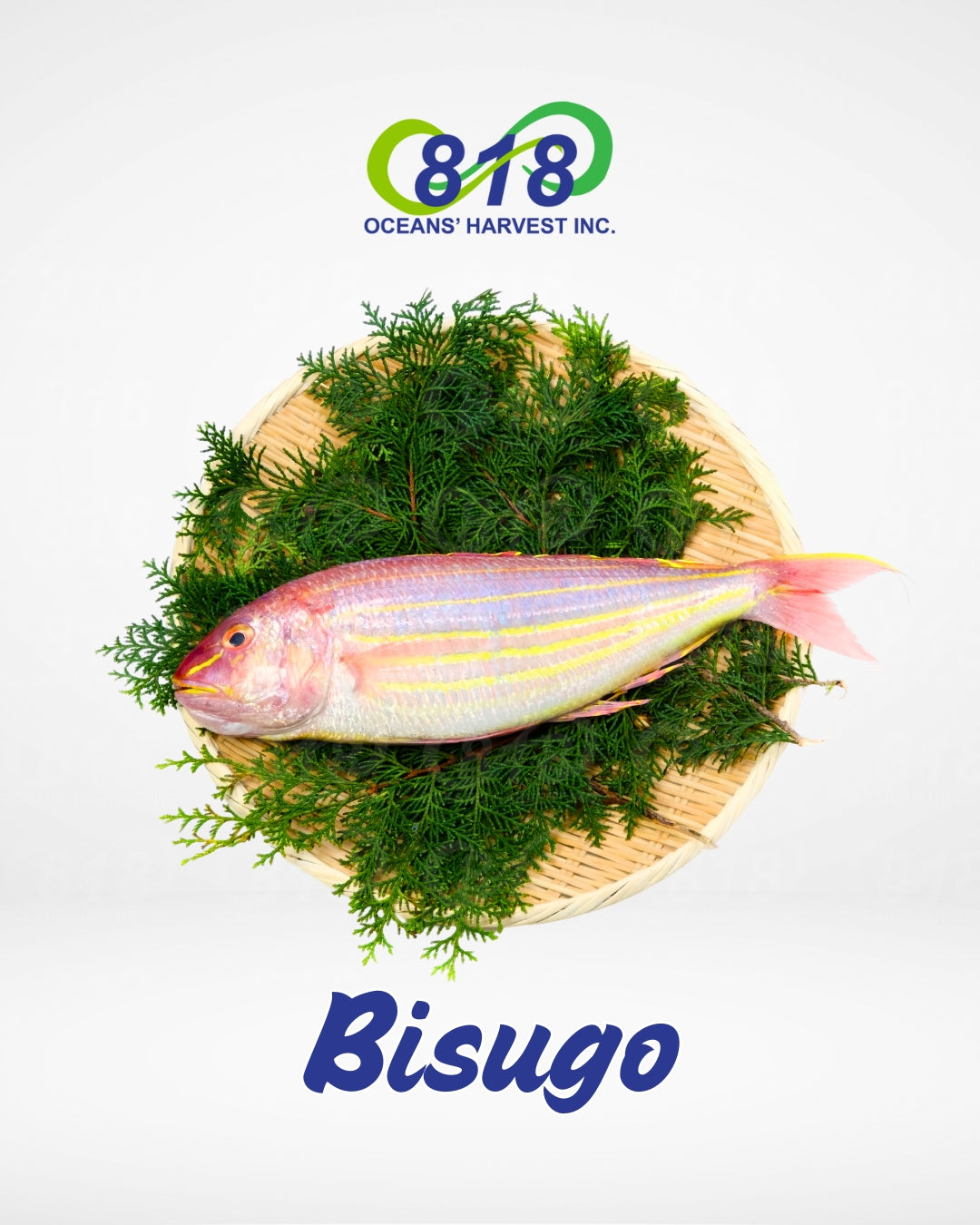 Bisugo