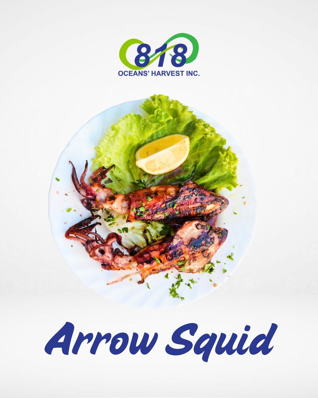 Arrow Squid
