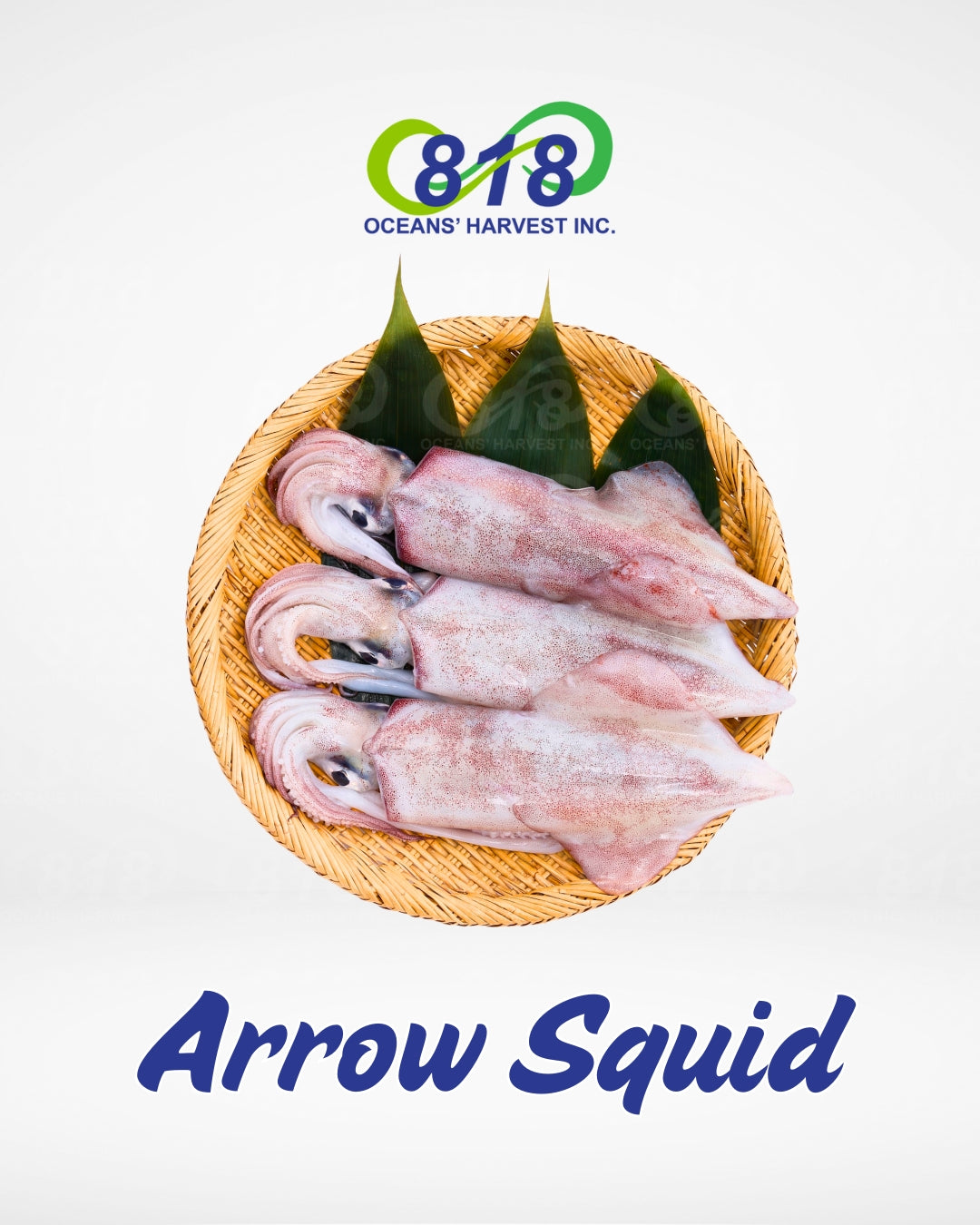 Arrow Squid