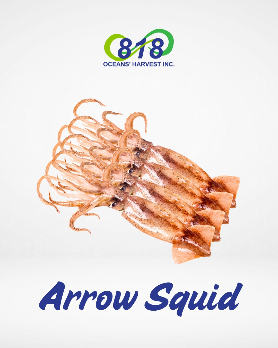 Arrow Squid