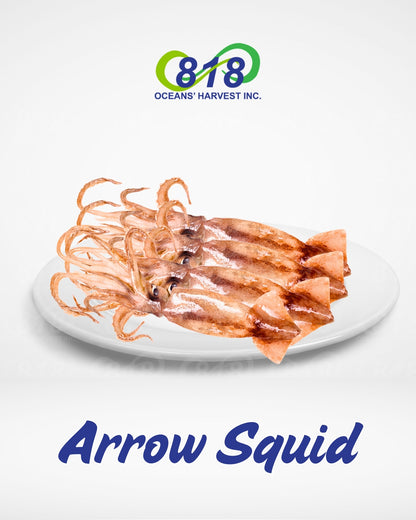 Arrow Squid