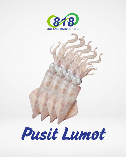 Pusit Lumot