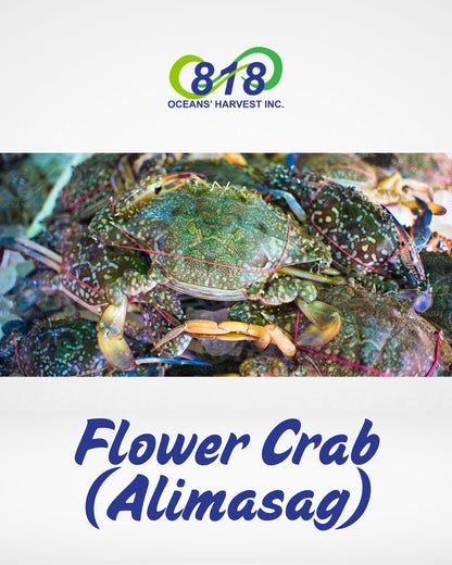 Alimasag (Flower Crab)
