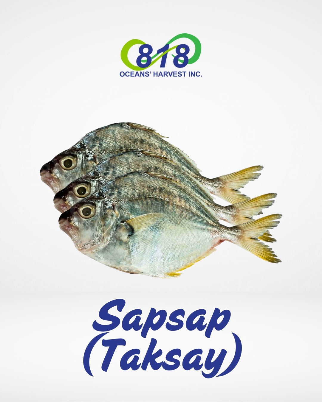 Sapsap (Taksay)