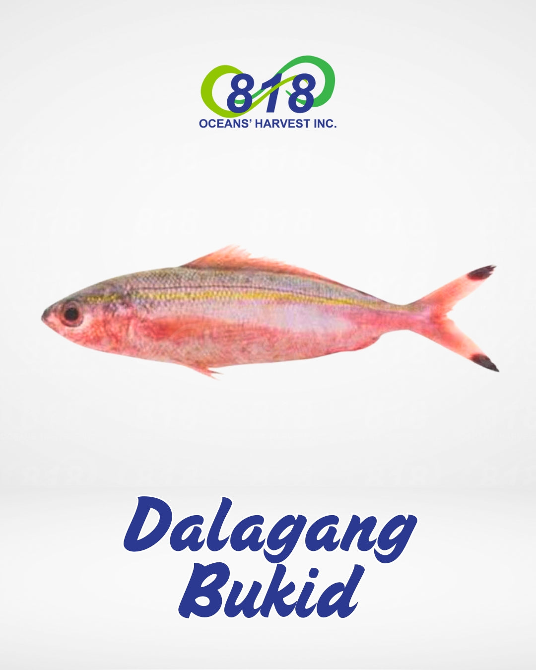 Dalagang Bukid