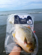 Pampano Fish