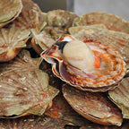 Scallops (Half Shell)