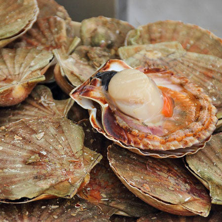 Scallops (Half Shell)